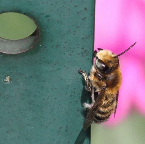 Megachile willughbiella